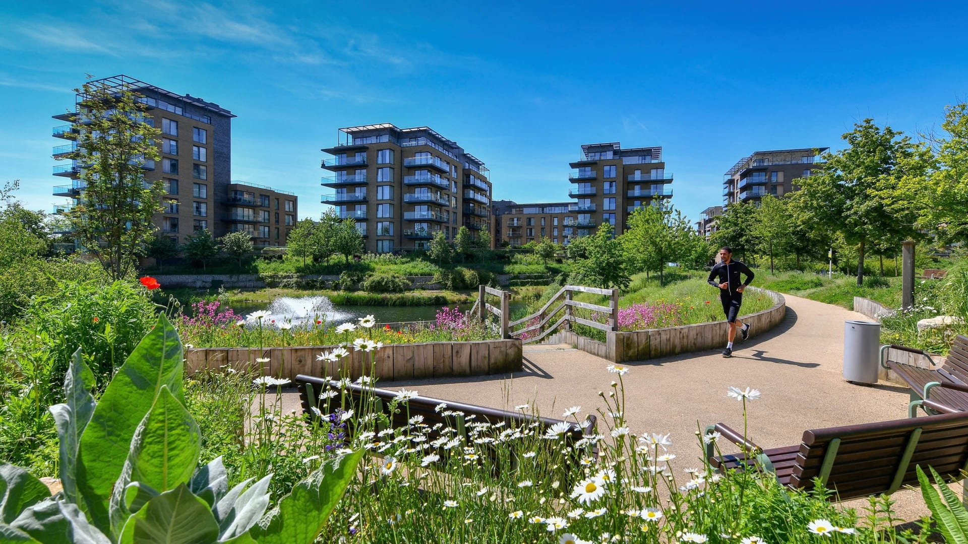 Cator Park in summer: a boardwalk path through wildflowers and a pond with a fountain, a runner on the path, and Kidbrooke Village's apartment buildings under a blue sky